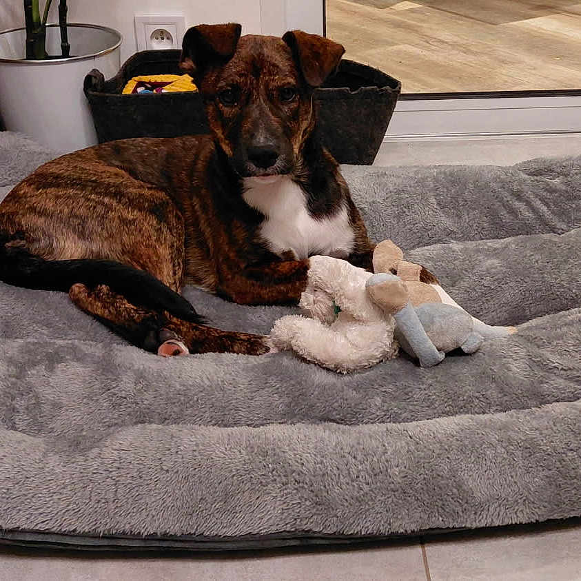 Anska participe au concours pour gagner de l'argent avec cette photo : animal, brindle, comfortable, cozy, dog, dog_bed, fur, glass_door, home, indoor, paw, pet, plant, potted_plant, relaxed, resting, stuffed_toy, tile_floor, toy, window