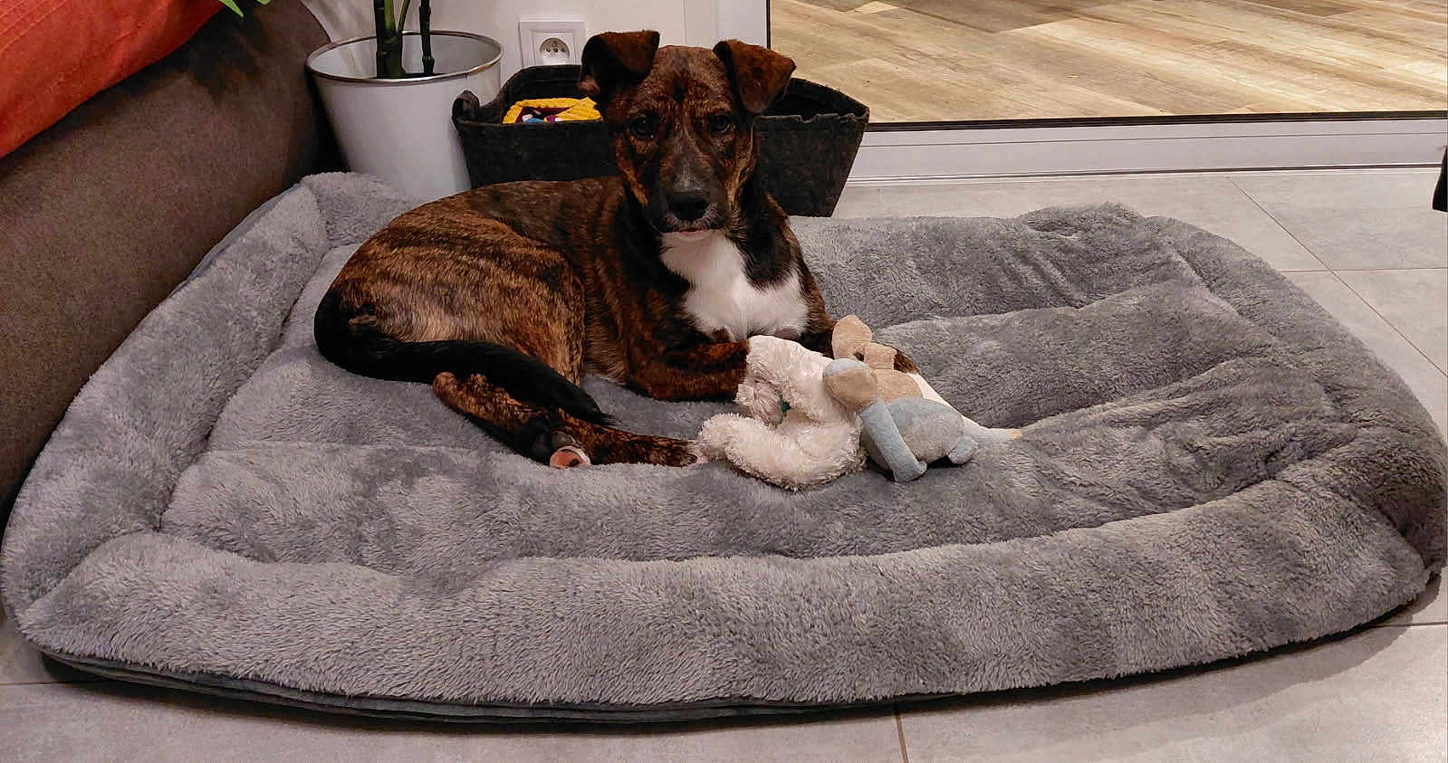 Anska participe au concours pour gagner de l'argent avec cette photo : animal, brindle, comfortable, cozy, dog, dog_bed, fur, glass_door, home, indoor, paw, pet, plant, potted_plant, relaxed, resting, stuffed_toy, tile_floor, toy, window