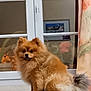 Anska a rejoint le concours — aidez-le/la à gagner de superbes lots ! animal, brown, cozy, curtain, cushion, dog, domestic, ears, face, fluffy, furniture, indoor, orange, pet, pomeranian, portrait, sitting, tail, white, window