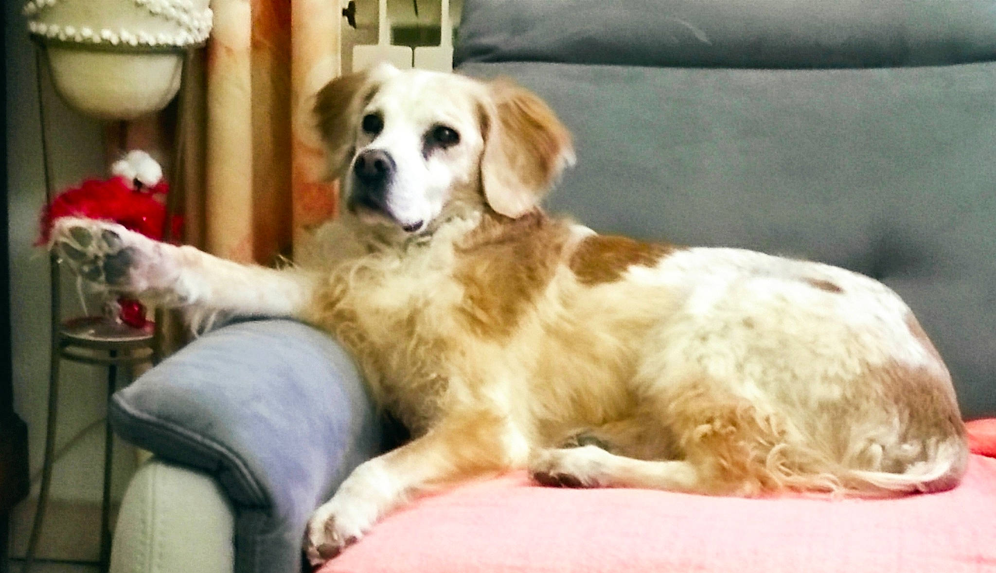 Cannelle a rejoint le concours — aidez-le/la à gagner de superbes lots ! ancient_dog_breeds, bored, carnivore, companion_dog, couch, dog, dog_breed, dog_supply, fawn, fur, gun_dog, irish_red_and_white_setter, puppy, spaniel, sporting_group, terrestrial_animal, working_animal, working_dog