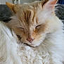 animal, cat, closed_eyes, closeup, cozy, cream_colored, cute, feline, fluffy, fur, indoor, mammal, nose, pet, portrait, relaxed, resting, sleeping, soft, whiskers