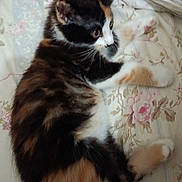 Believe is registered to the contest to win money with this photo: animal, bed, bedding, calico, cat, cozy, cute, domestic_animal, feline, floral_pattern, fluffy, fur, indoor, kitten, paw, pet, resting, sleepy, whiskers, young_animal