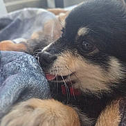Mickey is registered to the contest to win money with this photo: animal, blanket, close_up, companion, cozy, cute, dog, fur, indoor, nose, paw, pet, puppy, relaxing, sleepy, snuggling, soft_light, tongue_out, whiskers, young