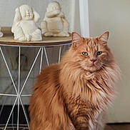 Popeye a rejoint le concours — aidez-le/la à gagner de superbes lots ! cat, orange_cat, fluffy_fur, indoor, table, buddha_statue, decor, wooden_floor, green_eyes, pet, furniture, domestic_animal, mammal, portrait, sitting, calm, feline, household, relaxing, closeup
