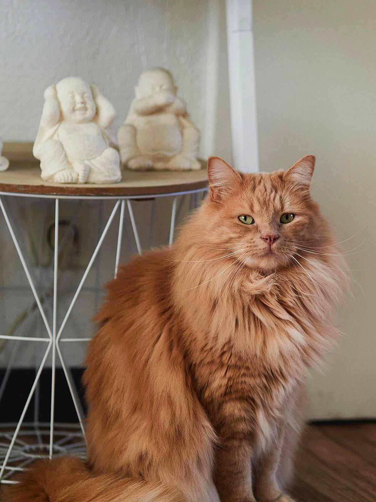 Popeye a rejoint le concours — aidez-le/la à gagner de superbes lots ! cat, orange_cat, fluffy_fur, indoor, table, buddha_statue, decor, wooden_floor, green_eyes, pet, furniture, domestic_animal, mammal, portrait, sitting, calm, feline, household, relaxing, closeup