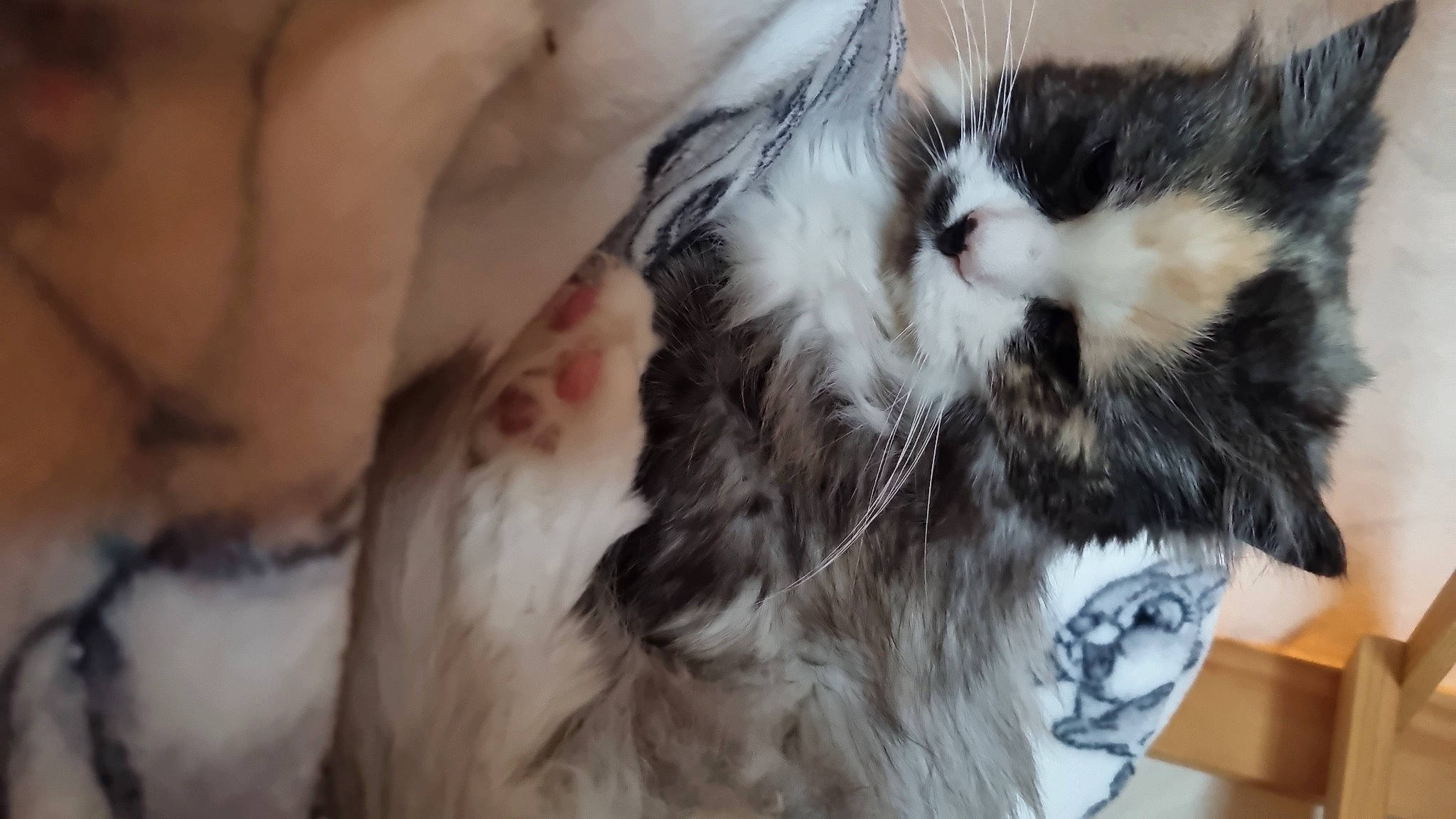 Twinky is registered to the contest to win money with this photo: beak, bird_of_prey, canidae, carnivore, cat, claw, domestic_short_haired_cat, ear, eyewear, feather, felidae, fur, nail, paw, small_to_medium_sized_cats, snout, tail, terrestrial_animal, whiskers