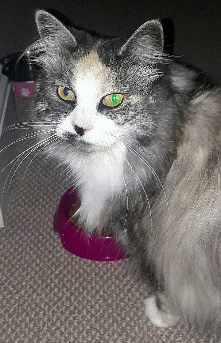 Twinky joined the competition — help win amazing prizes! box, carnivore, cat, cat_toy, claw, domestic_short_haired_cat, felidae, fur, grey, iris, paw, sitting, small_to_medium_sized_cats, snout, tail, whiskers