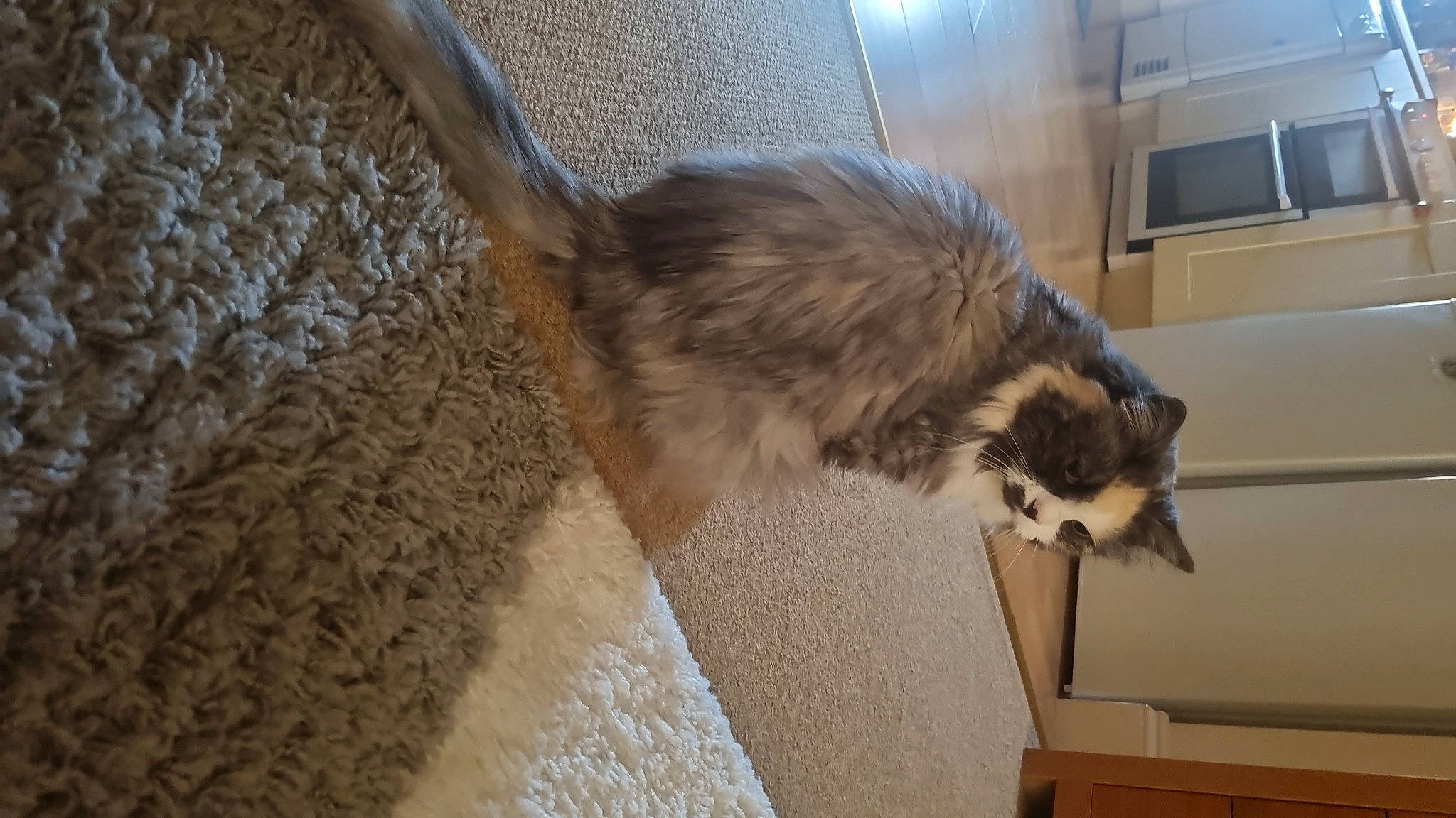 Twinky is registered to the contest to win money with this photo: cabinetry, carnivore, cat, domestic_short_haired_cat, felidae, floor, flooring, fur, hardwood, maine_coon, small_to_medium_sized_cats, tail, terrestrial_animal, whiskers, wood