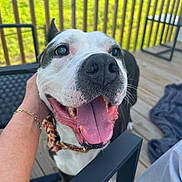 Scottie is registered to the contest to win money with this photo: dog, happy, tongue_out, pet, smiling, outdoor, wooden_deck, person_hand, collar, railing, sunlight, fence, black_and_white_dog, close_up, animal, canine, friendly, leisure, daylight, playful