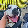 dog, happy, tongue_out, pet, smiling, outdoor, wooden_deck, person_hand, collar, railing, sunlight, fence, black_and_white_dog, close_up, animal, canine, friendly, leisure, daylight, playful