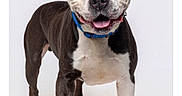 Scottie is registered to the contest to win money with this photo: dog, black_and_white, blue_collar, standing, happy, studio, pet, canine, smiling, animal, domestic_animal, friendly, looking_at_camera, white_background, four_legs, ears_up, short_hair, tongue_out, front_view, isolated