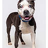 dog, black_and_white, blue_collar, standing, happy, studio, pet, canine, smiling, animal, domestic_animal, friendly, looking_at_camera, white_background, four_legs, ears_up, short_hair, tongue_out, front_view, isolated