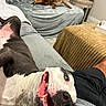 Scottie joined the competition — help win amazing prizes! dog, smiling, couch, living_room, pet, relaxed, playful, fur, mouth_open, teeth, indoor, furniture, canine, animal, resting, cozy, brown_dog, black_and_white_dog, blanket, table