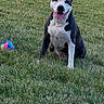 Scottie is registered to the contest to win money with this photo: dog, grass, outdoor, toy, happy, pet, animal, black_and_white, sitting, tongue_out, playful, lawn, fence, nature, canine, friendly, summer, daylight, companion, cheerful