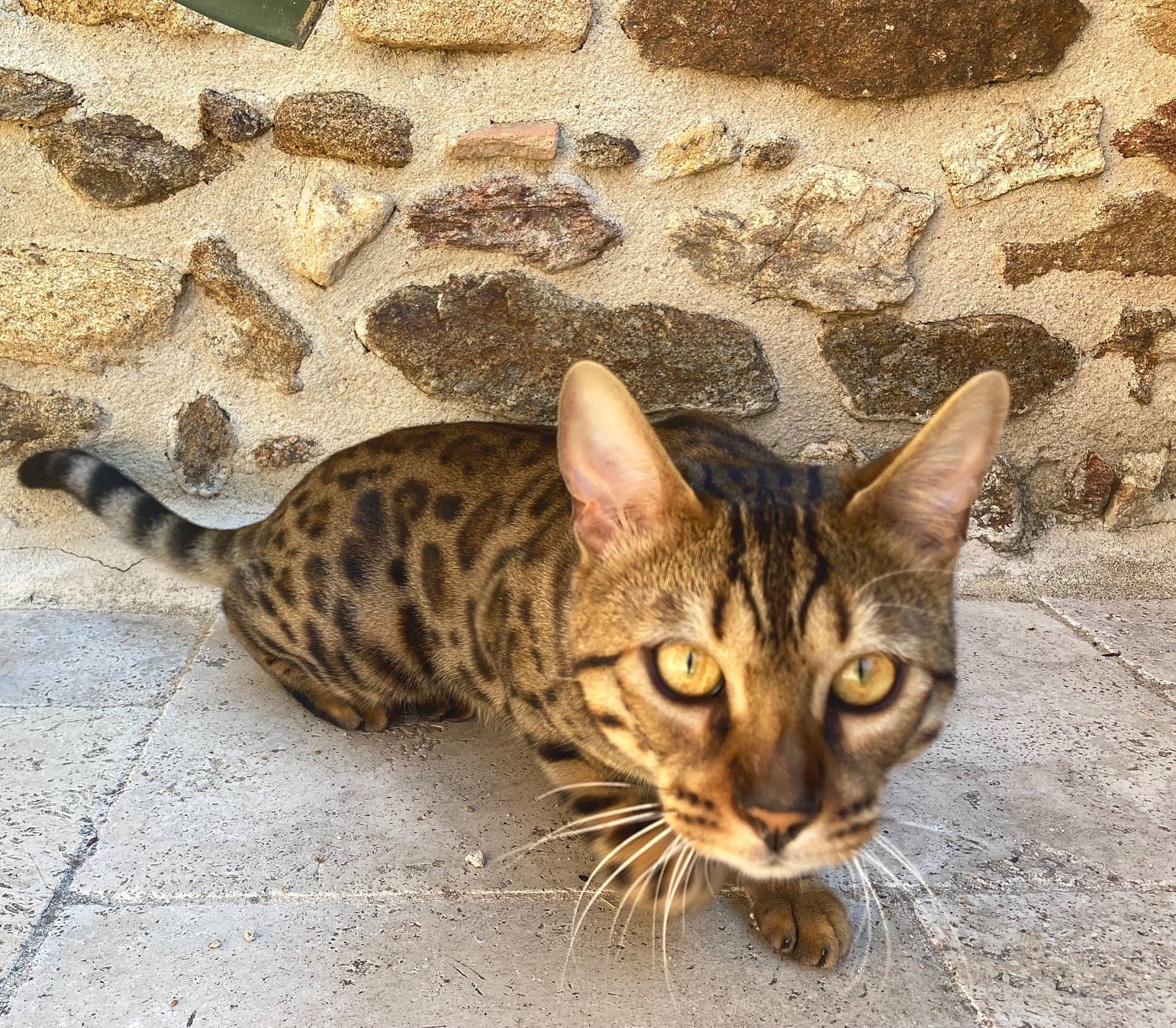 Simba participe au concours pour gagner de l'argent avec cette photo : carnivore, cat, domestic_short_haired_cat, eye, felidae, fur, small_to_medium_sized_cats, snout, tail, terrestrial_animal, whiskers