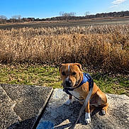 Jax is registered to the contest to win money with this photo: animal, autumn, brown_dog, canine, daytime, dog, dry_grass, field, grass, harness, landscape, leash, nature, outdoor, pet, sitting, sky, stone_slab, sunny, trees