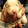 adorable, animal, blurry_background, close_up, cream_fur, cute, dog, floppy_ears, held, human_hands, indoor, newborn, paws, pet, pink_nose, portrait, puppy, sleepy, soft_lighting, vertical_photo