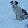 animal, black_and_white, blue_tone, canine, centered_subject, cold_weather, daylight, dog, floppy_ears, ground, outdoor, pet, portrait, short_fur, sitting, snow, snowy_background, spotted_coat, watchful, winter