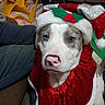 brown_fur, christmas, christmas_decoration, close_up, costume, couch, dog, eyes, face, festive, heterochromia, holiday, indoors, pink_nose, pit_bull, portrait, puppy, red_outfit, santa_hat, white_fur