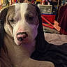 animal, bed, black_fur, blanket, brown_fur, camera_gaze, close_up, cluttered_background, cute, dog, floppy_ears, home, indoors, pet, pink_nose, portrait, puppy, sitting, toys, white_fur