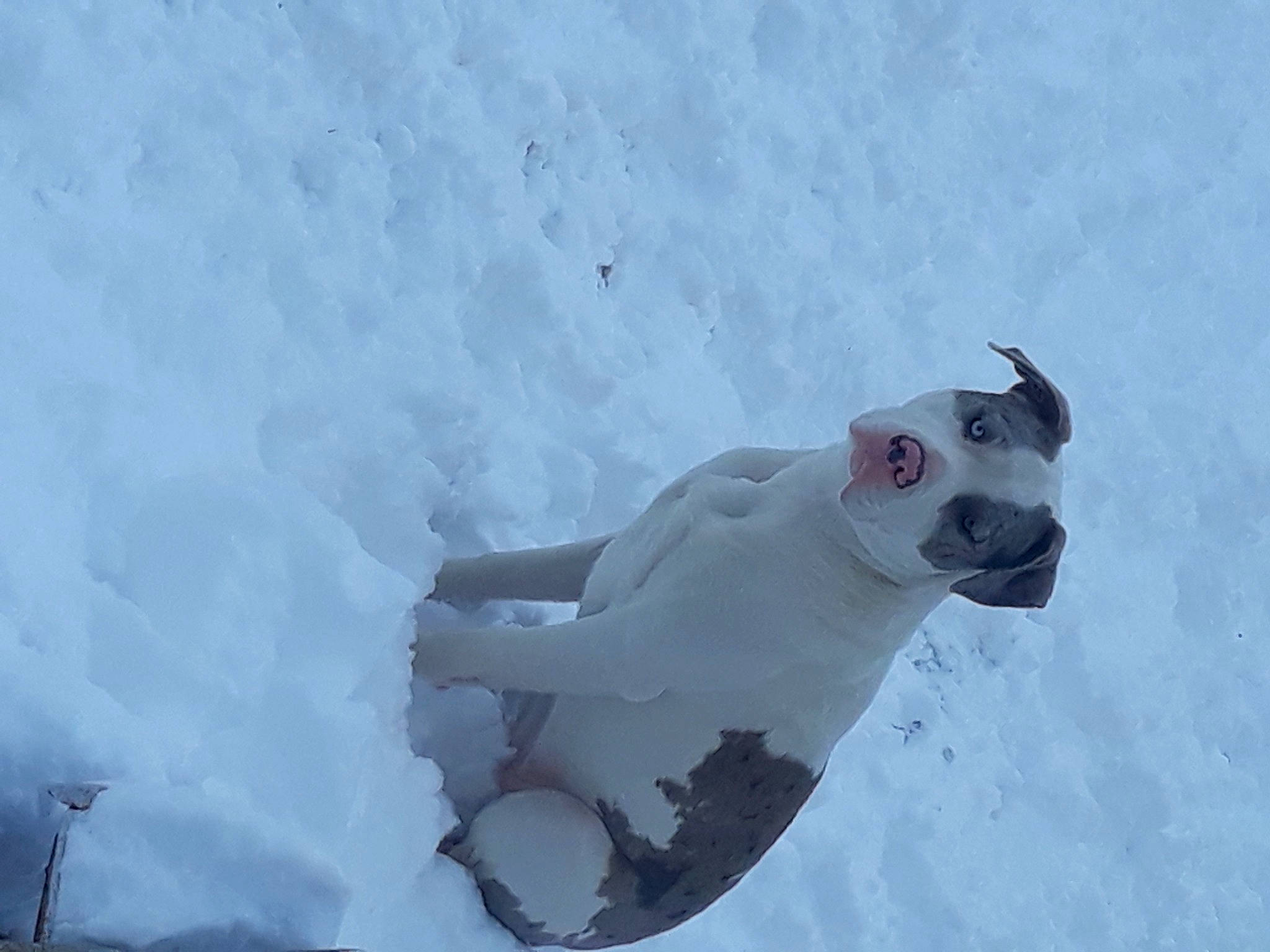 Babygirl is registered to the contest to win money with this photo: arctic, art, canidae, carmine, carnivore, dog, dog_breed, fawn, freezing, glacial_landform, head, ice_cap, non_sporting_group, slope, snout, snow, sporting_group, tree, winter, working_animal