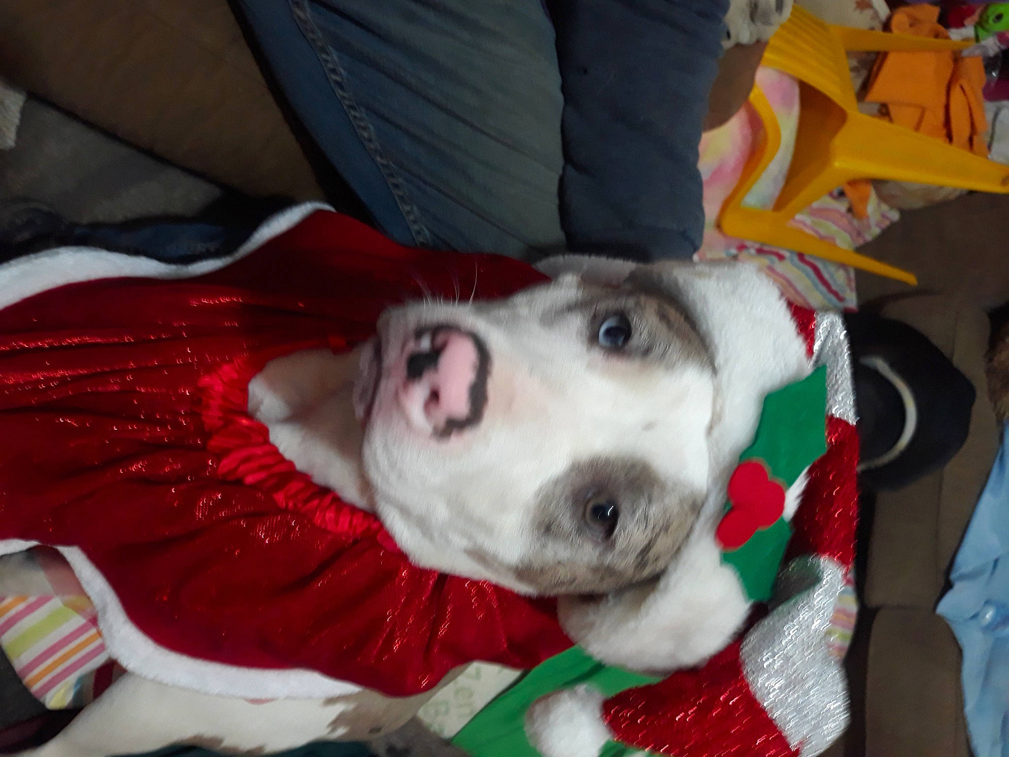 Vote Babygirl from Jefferson in Cutest Dog Contest - Win Prizes