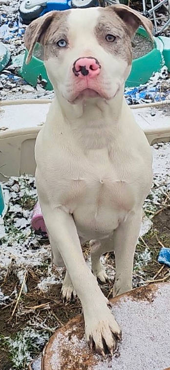 Babygirl is registered to the contest to win money with this photo: blue, canidae, carnivore, companion_dog, dog, dog_breed, fawn, flesh, foot, non_sporting_group, paw, plumbing_fixture, snout, soil, sporting_group, terrestrial_animal, whiskers, white, working_animal
