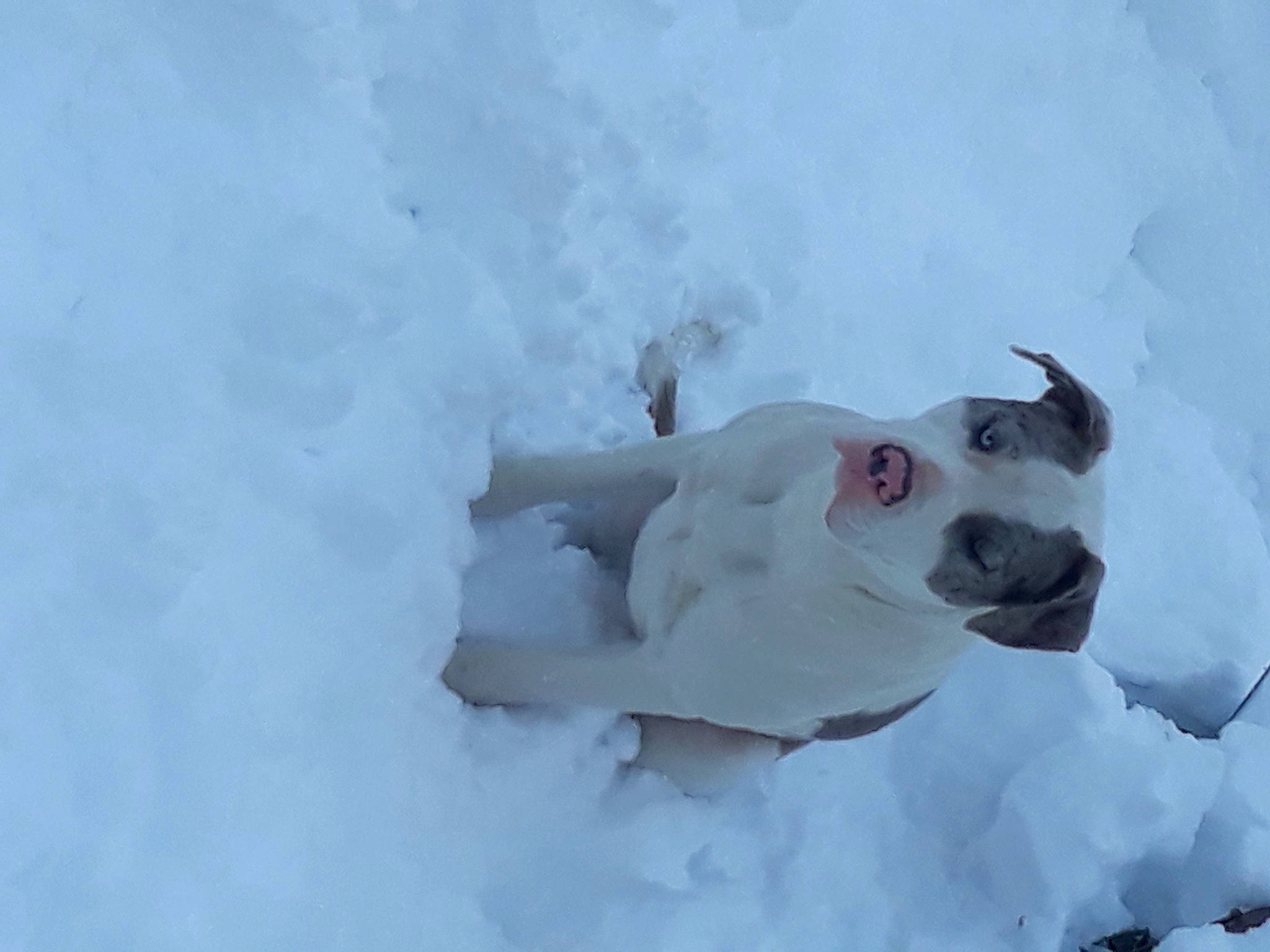Babygirl is registered to the contest to win money with this photo: arctic, dog, dog_breed, event, freezing, frost, ice_cap, plant, sky, slope, snow, tree, winter