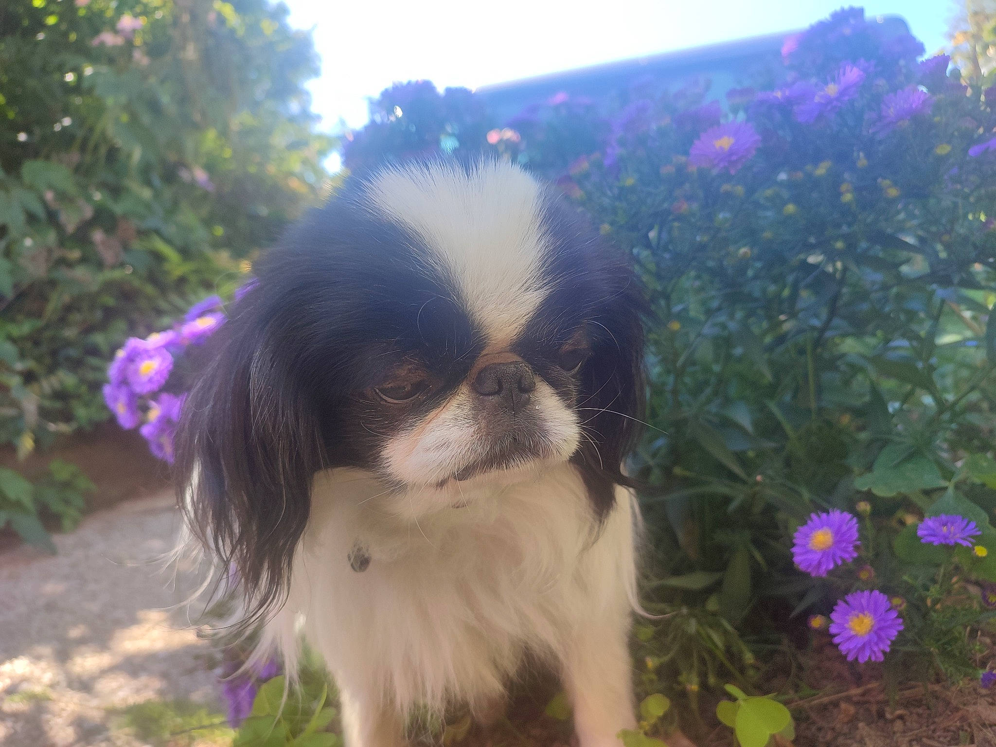 Inouck a rejoint le concours — aidez-le/la à gagner de superbes lots ! annual_plant, canidae, carnivore, companion_dog, dog, dog_breed, electric_blue, fawn, flower, fur, grass, herbaceous_plant, liver, petal, plant, rose, sky, snout, sporting_group, toy_dog