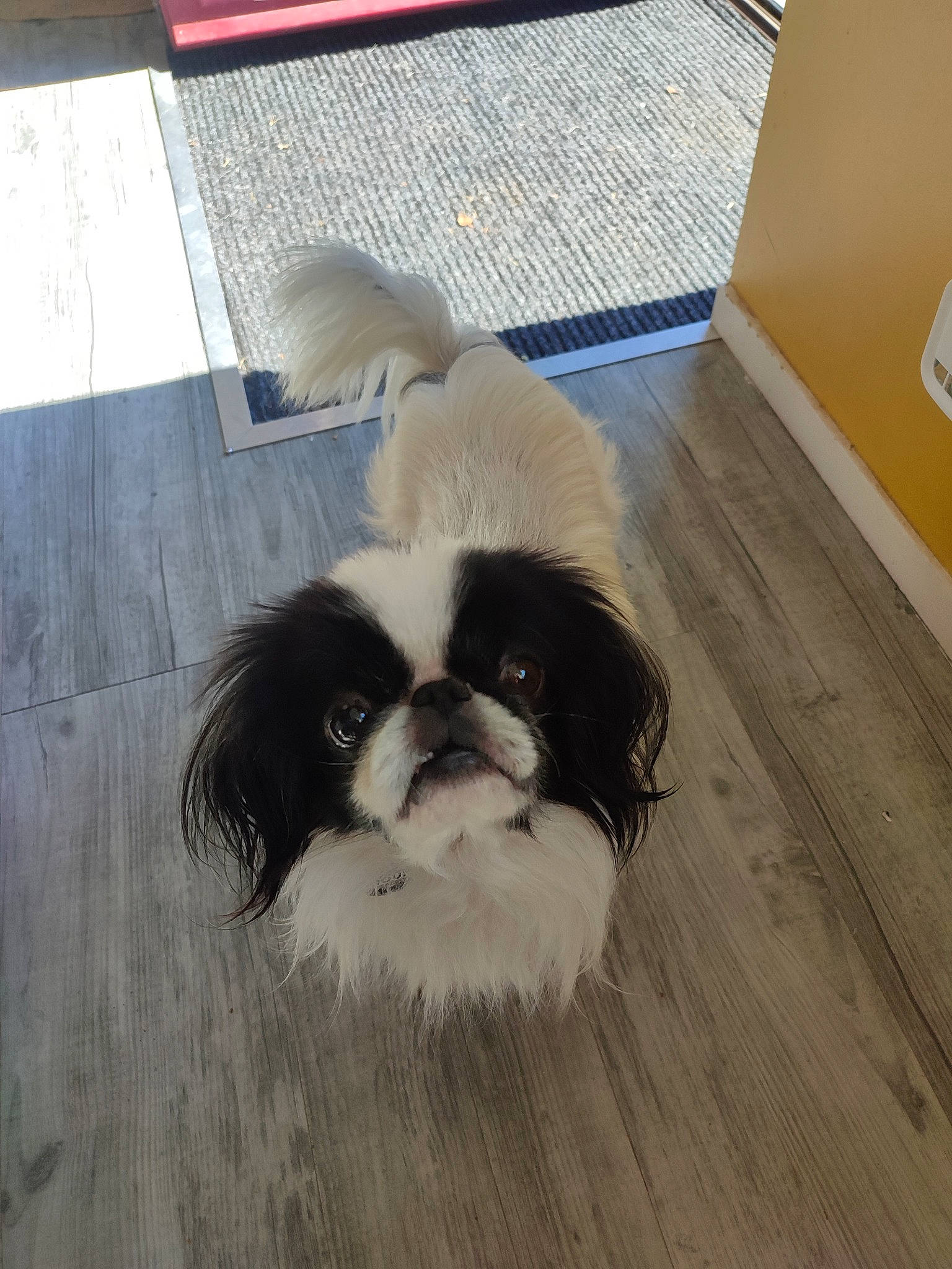 Inouck participe au concours pour gagner de l'argent avec cette photo : canidae, carnivore, companion_dog, dog, dog_breed, dog_supply, fawn, flooring, fur, hardwood, liver, shih_tzu, snout, sporting_group, tail, terrestrial_animal, tile_flooring, toy_dog, wood, working_animal