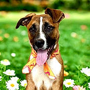 Dexter joined the competition — help win amazing prizes! dog, boxer, puppy, pet, animal, portrait, sitting, smiling, tongue, scarf, collar, brown_fur, white_markings, floppy_ears, outdoor, garden, meadow, flowers, daisies, greenery