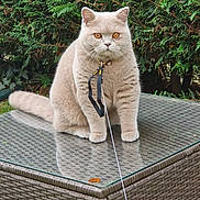 Hbibou participe au concours pour gagner de l'argent avec cette photo : cat, animal, pet, outdoor, garden, leash, collar, wicker_table, glass_surface, greenery, bush, grass, feline, sitting, cute, fluffy, amber_eyes, domestic_cat, nature, portrait