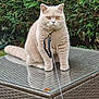 cat, animal, pet, outdoor, garden, leash, collar, wicker_table, glass_surface, greenery, bush, grass, feline, sitting, cute, fluffy, amber_eyes, domestic_cat, nature, portrait
