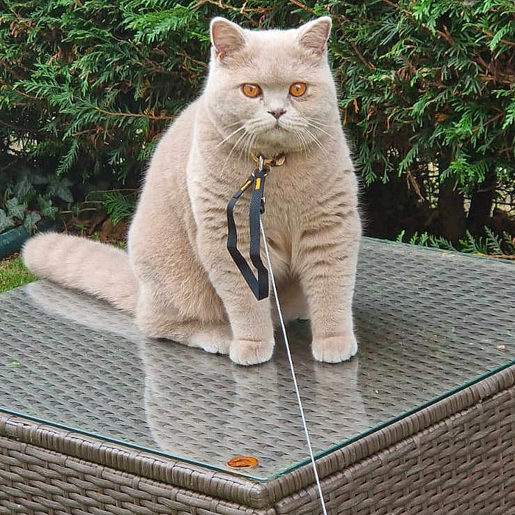 Hbibou participe au concours pour gagner de l'argent avec cette photo : amber_eyes, animal, bush, cat, collar, cute, domestic_cat, feline, fluffy, garden, glass_surface, grass, greenery, leash, nature, outdoor, pet, portrait, sitting, wicker_table