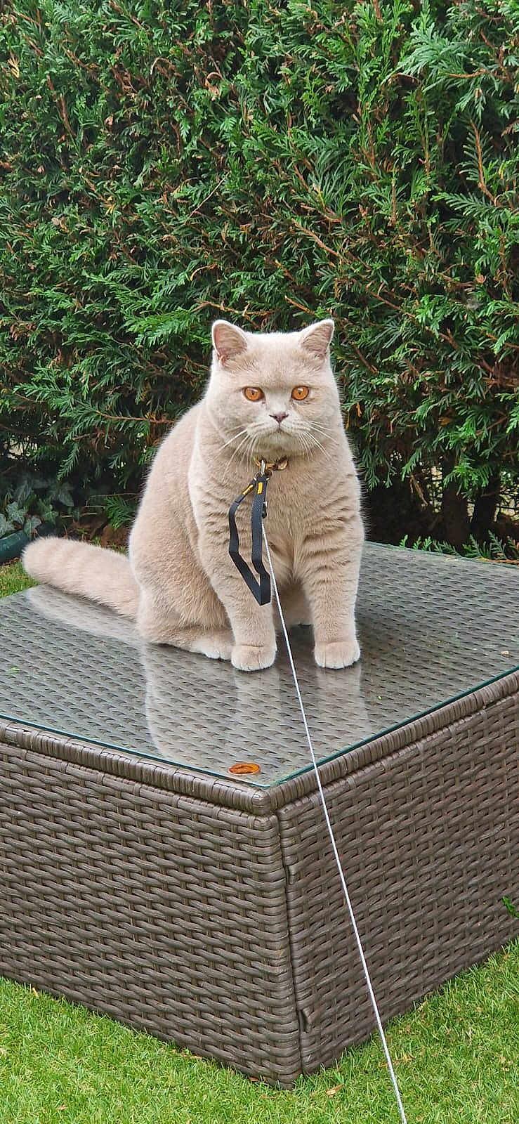 Hbibou participe au concours pour gagner de l'argent avec cette photo : cat, animal, pet, outdoor, garden, leash, collar, wicker_table, glass_surface, greenery, bush, grass, feline, sitting, cute, fluffy, amber_eyes, domestic_cat, nature, portrait