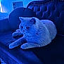 Hbibou participe au concours pour gagner de l'argent avec cette photo : animal, blue_light, cat, couch, cozy, cute, domestic, ears, feline, fur, furniture, home, indoor, mammal, paws, pet, relaxed, resting, velvet, whiskers