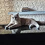 black_surface, books, brick_wall, cat, christian_dior, feline, fluffy, grey_cat, house_pet, indoor, louis_vuitton, lounging, luxury_brands, paws, pet, reflective_surface, relaxed, tail, whiskers, white_wall