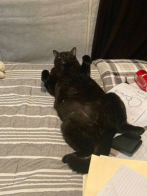 Gmork Monster is registered to the contest to win money with this photo: carmine, carnivore, cat, comfort, dog_breed, domestic_short_haired_cat, felidae, floor, flooring, fur, grey, hardwood, shadow, small_to_medium_sized_cats, tail, tartan, terrestrial_animal, tints_and_shades, whiskers, wood