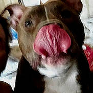 Fella is registered to the contest to win money with this photo: dog, tongue, close_up, brown, white, pet, animal, indoor, blurred, face, nose, ears, background, person, paper, wall, household, canine, cute, muzzle