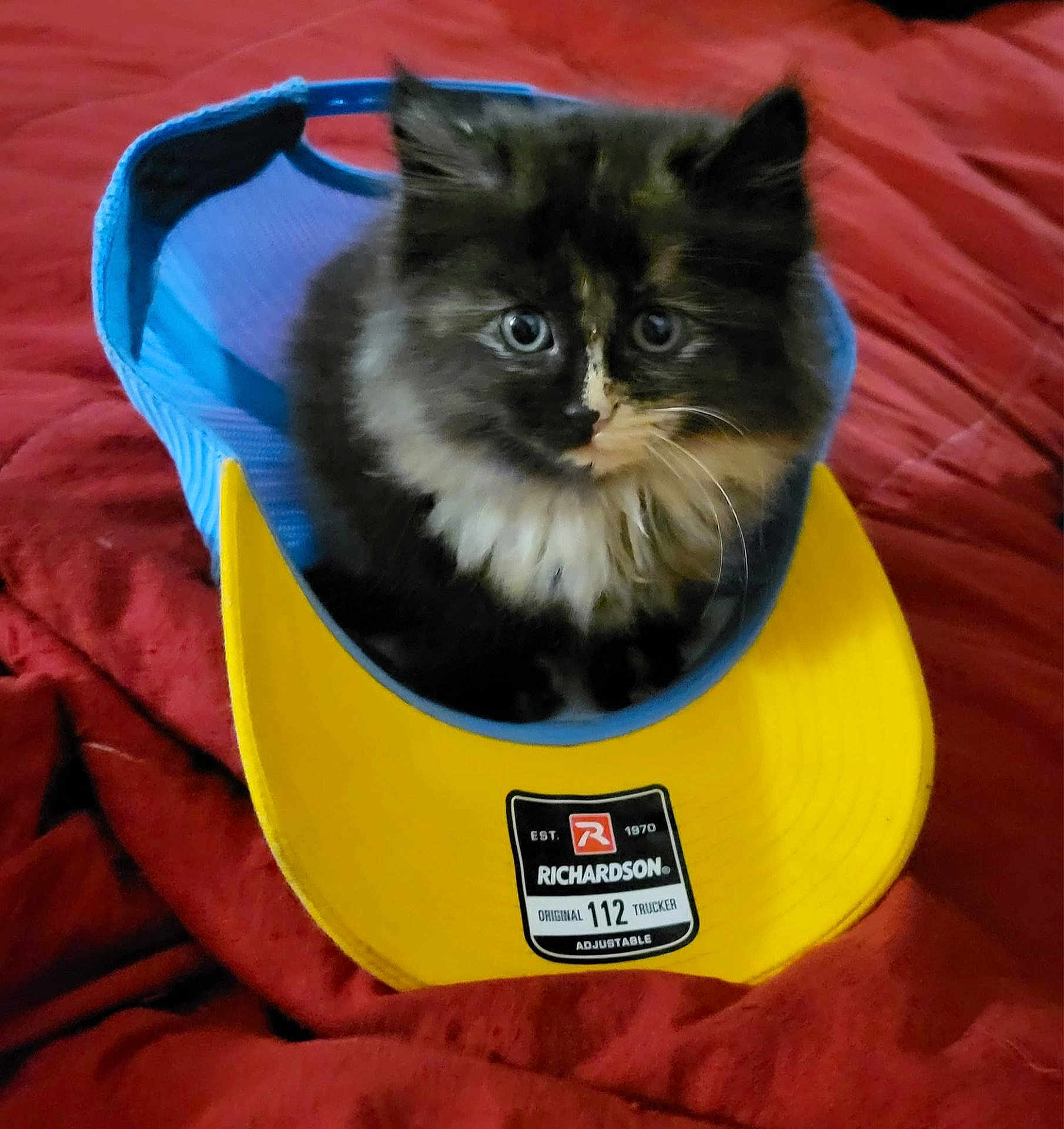 Princess is registered to the contest to win money with this photo: kitten, cat, hat, trucker_hat, yellow_hat, blue_hat, fluffy, pet, animal, cute, feline, indoor, blanket, red_blanket, resting, cozy, young_cat, portrait, domestic_cat, soft_fur