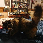 Princess Fluff joined the competition — help win amazing prizes! bed, blanket, cabinet, cat, close_up, collectibles, cozy, curious, domestic, evening_light, fluffy_tail, fur, furniture, indoor, knickknacks, pet, portrait, tail, tortoiseshell_cat, whiskers