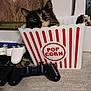 cat, popcorn_container, video_game_controllers, indoor, pet, curious, black_and_tan_cat, playful, gaming, electronics, home, feline, peeking, table, decor, animal, closeup, domestic_cat, cute, relaxed