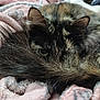 cat, tortoiseshell, fur, tail, blanket, cozy, pet, animal, resting, sleepy, closeup, soft, cute, whiskers, ears, domestic_cat, warm, feline, nap, indoors