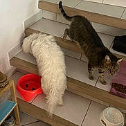 Mimi Titi Tigrou a rejoint le concours — aidez-le/la à gagner de superbes lots ! animal, cat, companion_animals, cozy, curious_cat, dog, domestic, feeding, fluffy_dog, food_bowl, household, indoor, pet, pet_food, slipper, stairs, step, tabby_cat, tile_floor, white_dog