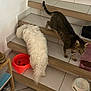 animal, cat, companion_animals, cozy, curious_cat, dog, domestic, feeding, fluffy_dog, food_bowl, household, indoor, pet, pet_food, slipper, stairs, step, tabby_cat, tile_floor, white_dog