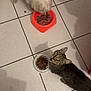 animal, cat, curious_cat, dog, feeding, floor, food_bowl, furry, home, indoor, meal_time, paw, person_foot, pet, pet_care, pet_food, slipper, tabby_cat, tiled_floor, white_dog