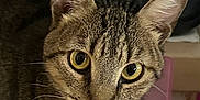 Mimi Titi Tigrou participe au concours pour gagner de l'argent avec cette photo : animal, cat, close_up, closeup, curious, cute, domestic, ears, eyes, face, feline, fur, household, indoor, looking, mammal, pet, portrait, tabby, whiskers