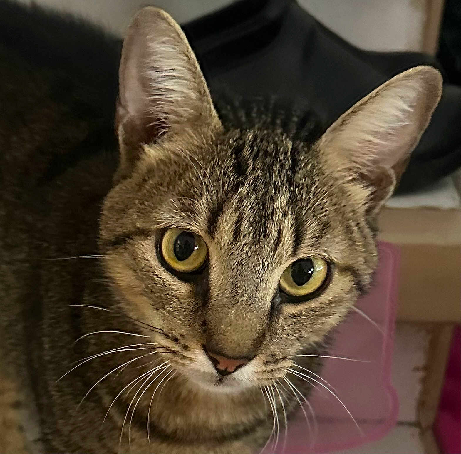 Mimi Titi Tigrou