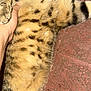 animal, belly, cat, closeup, cute, domestic_cat, floor, fluffy, fur, hand, indoor, mammal, paw, pet, red_tiles, resting, spotted, striped, tabby, texture