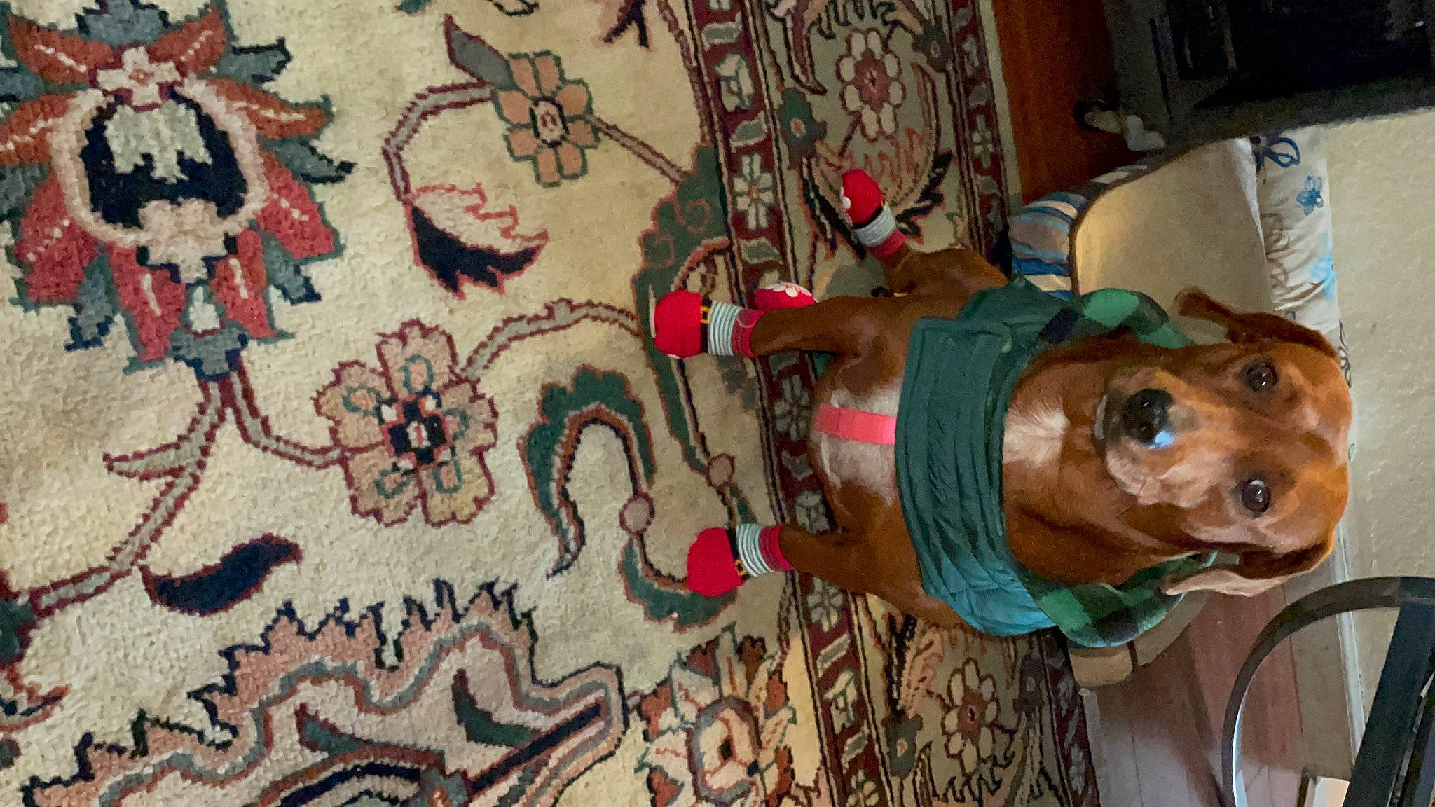 Canela joined the competition — help win amazing prizes! art, carpet, companion_dog, deer, dog, fawn, flooring, linens, mammal, motif, pattern, pink, plant, room, textile, tree, visual_arts, wood, working_animal, woven_fabric